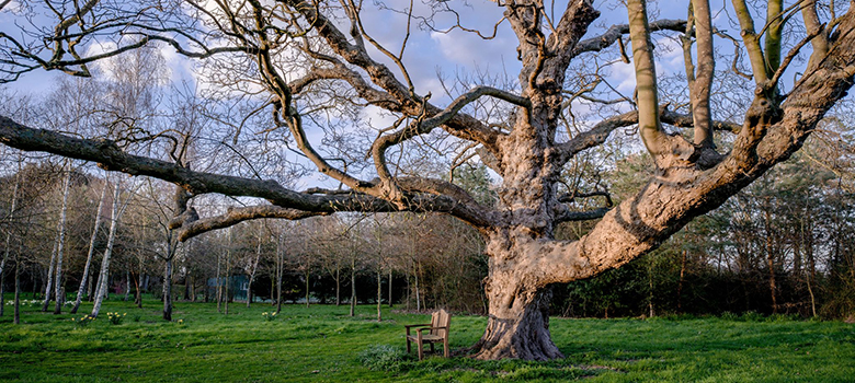 One of the great trees in the garden at Cedar House