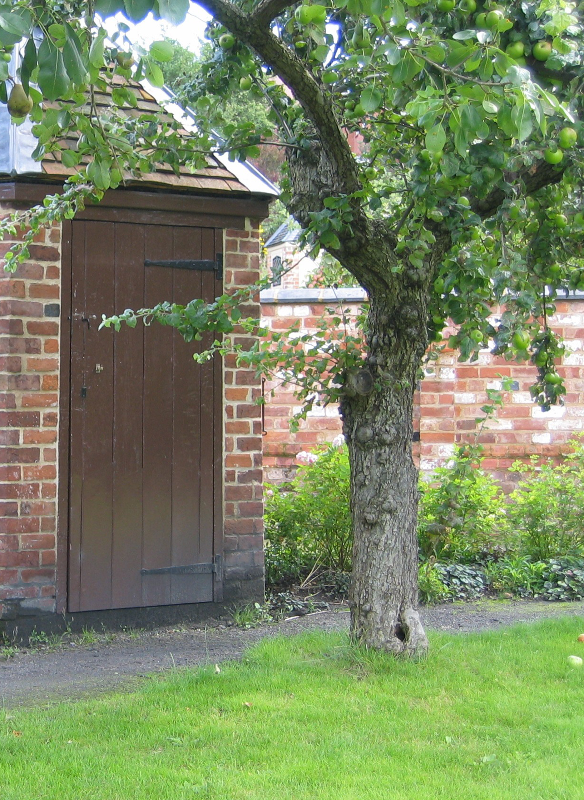 A garden building and fruit tree at Hill Close Gardens.