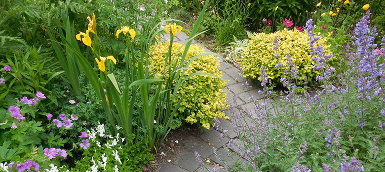 Paving leads through well-stocked beds with a range of different plants and colours.