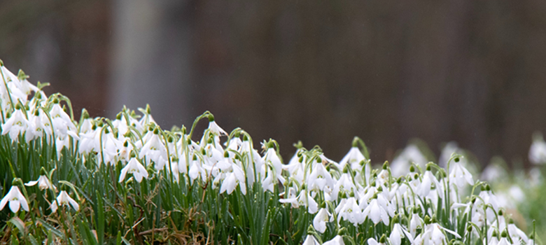 Beatiful snowdrops form only part of the early-year flower display at Rodmartan Manor Gardens.