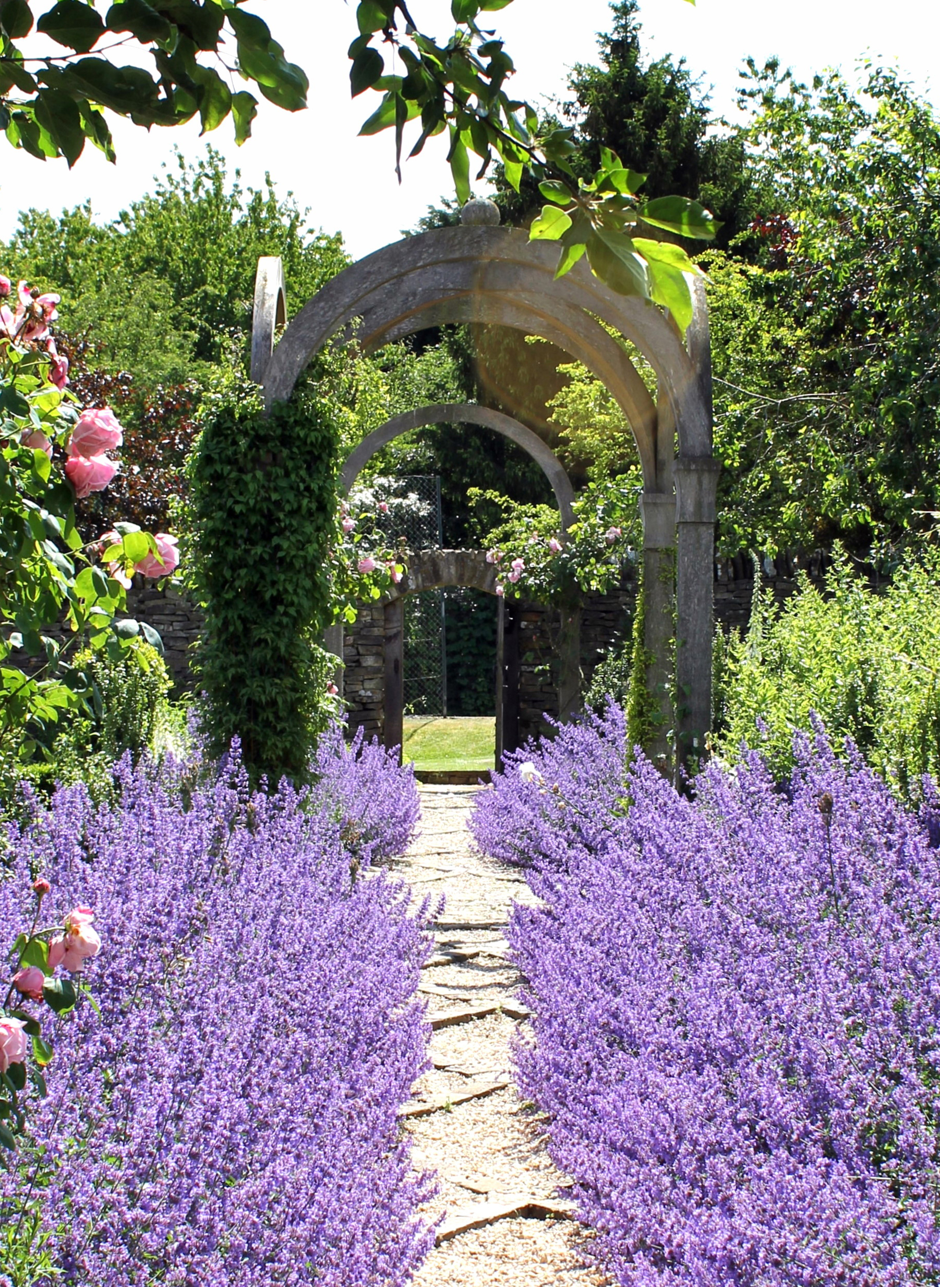 A view down a lavender lined path to the pergola beyond.