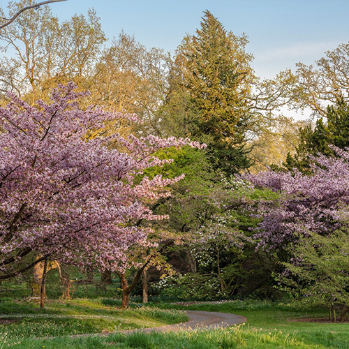 The beautiful trees and shrubs of Batsford Arboretum in the Autumn.