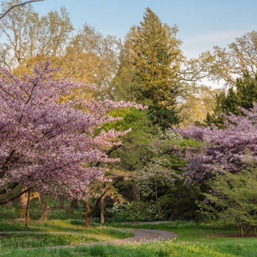 Batsford Arboretum trees and shrubs.