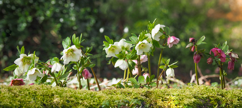 Helebores form part of the sumptuous winter display at Cerney House Gardens.